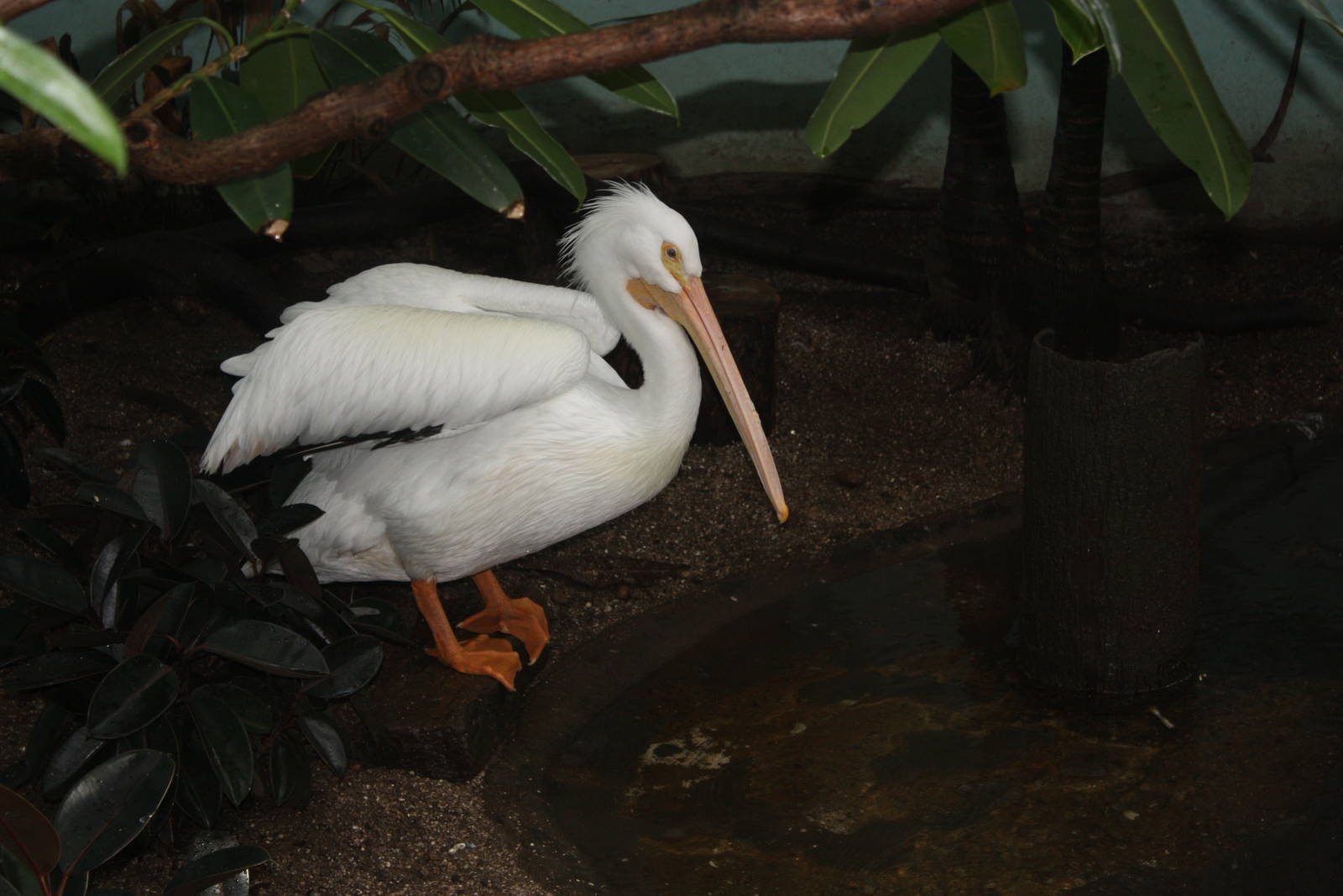 Aquatic Bird House- American White Pelican