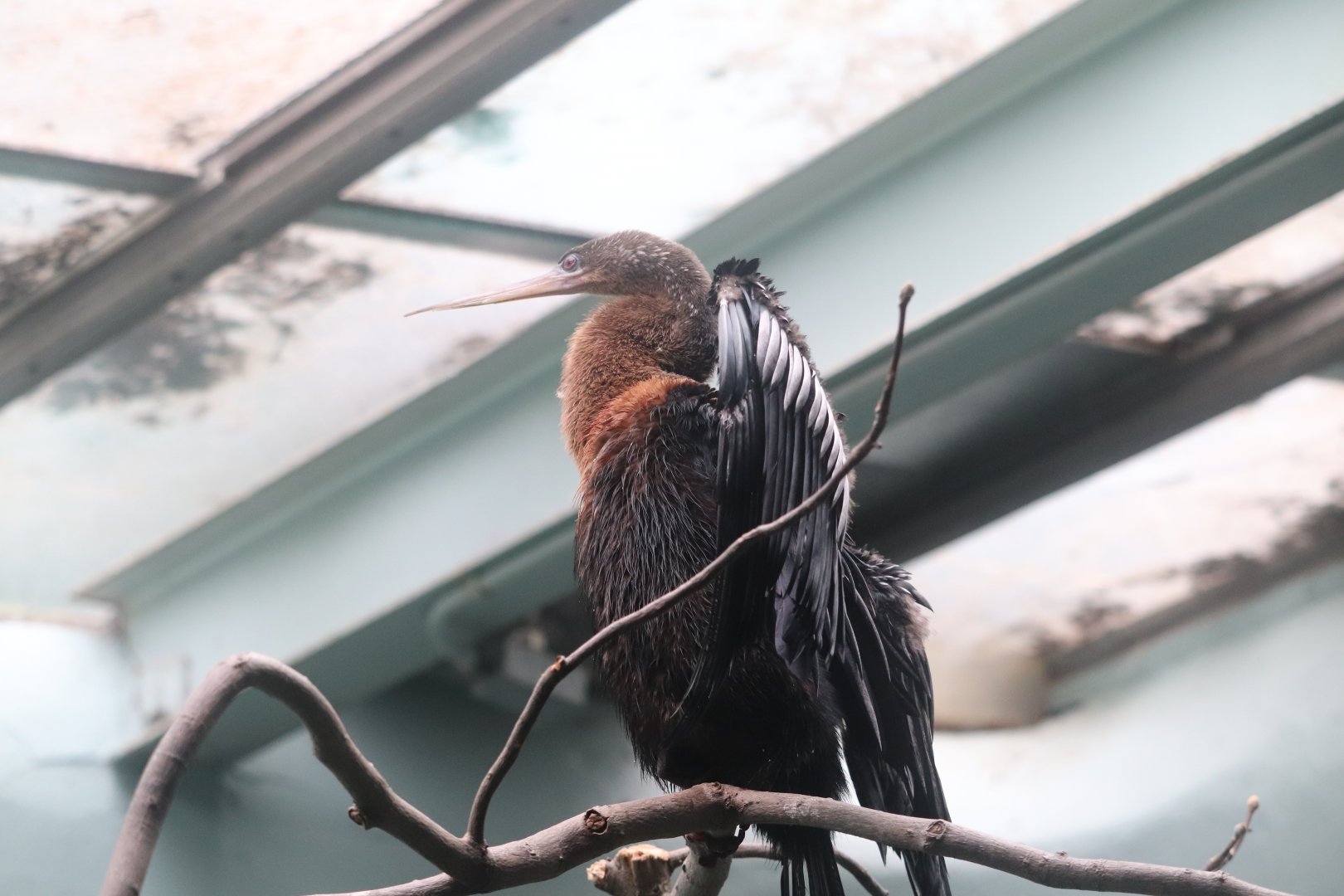 Aquatic Bird House - Anhinga