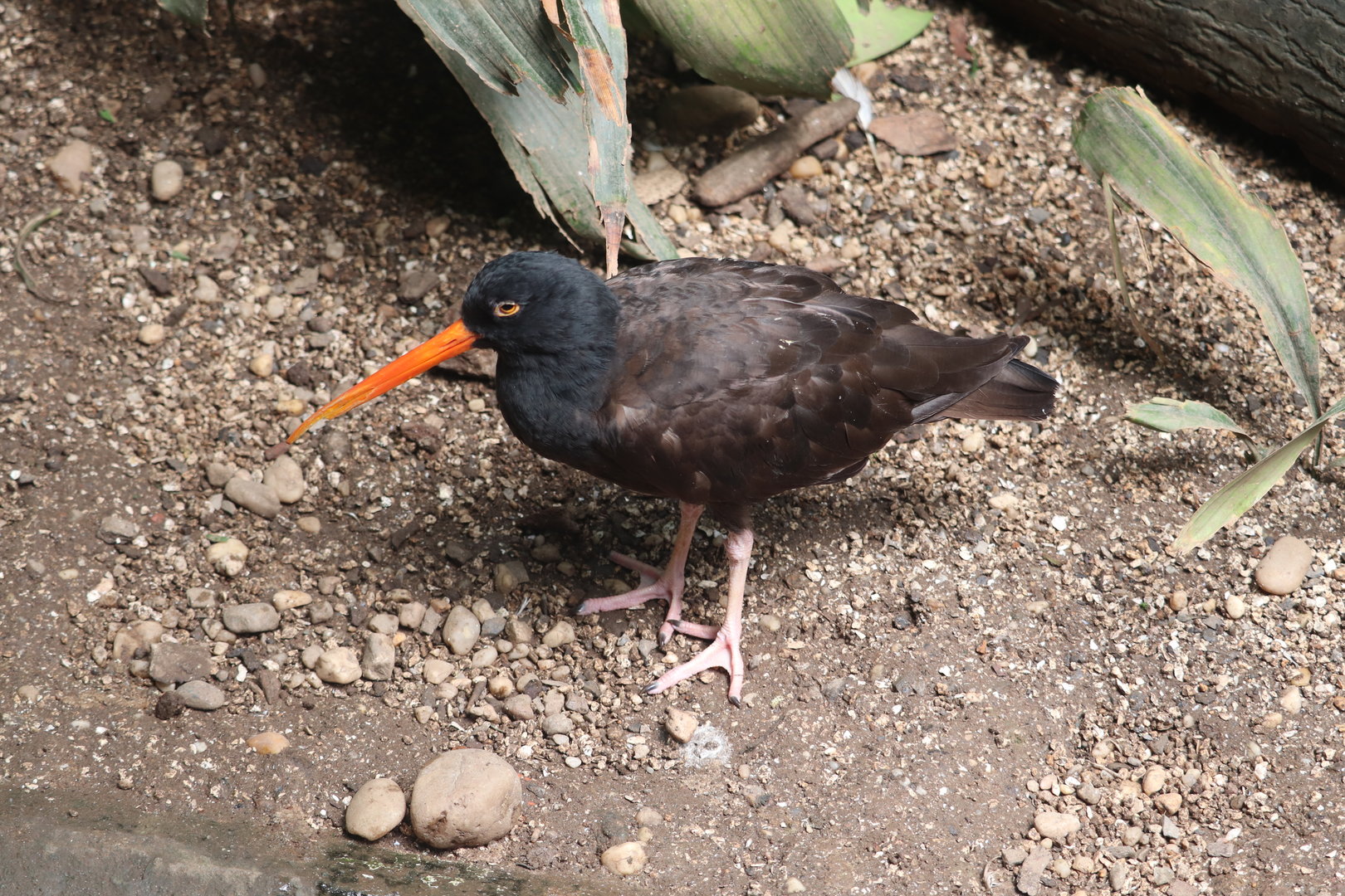 Aquatic Bird House - Black Oystercatcher