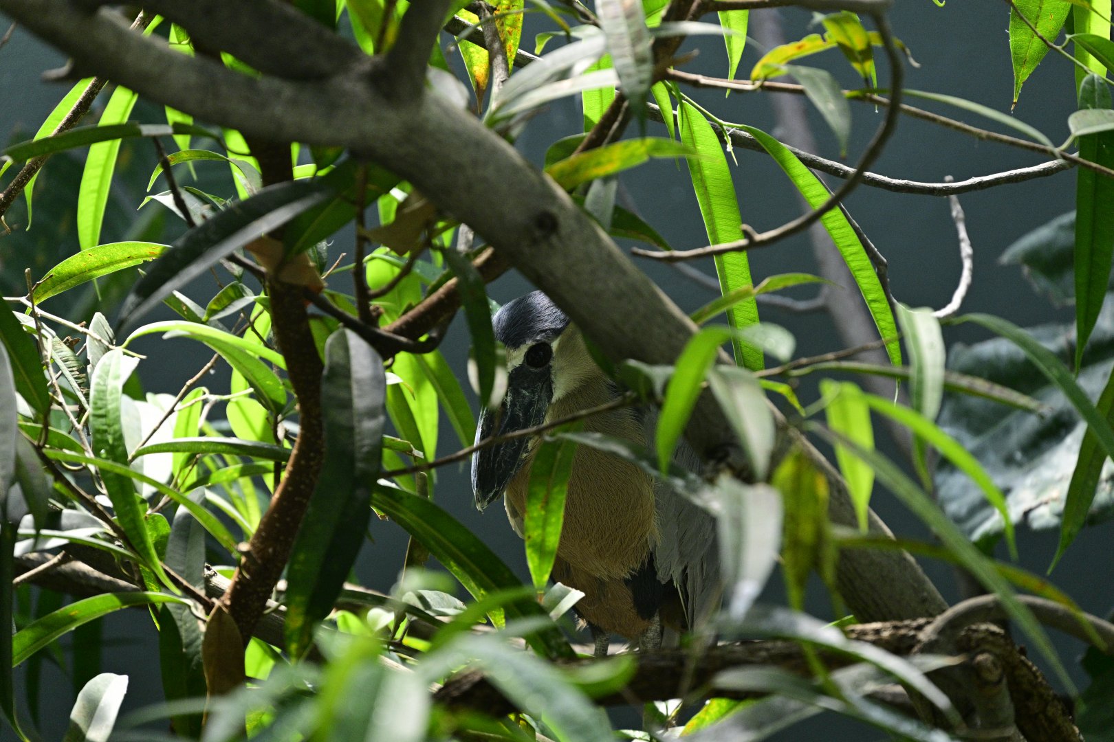 Aquatic Bird House - Boat-billed Heron (Cochlearius cochlearius)