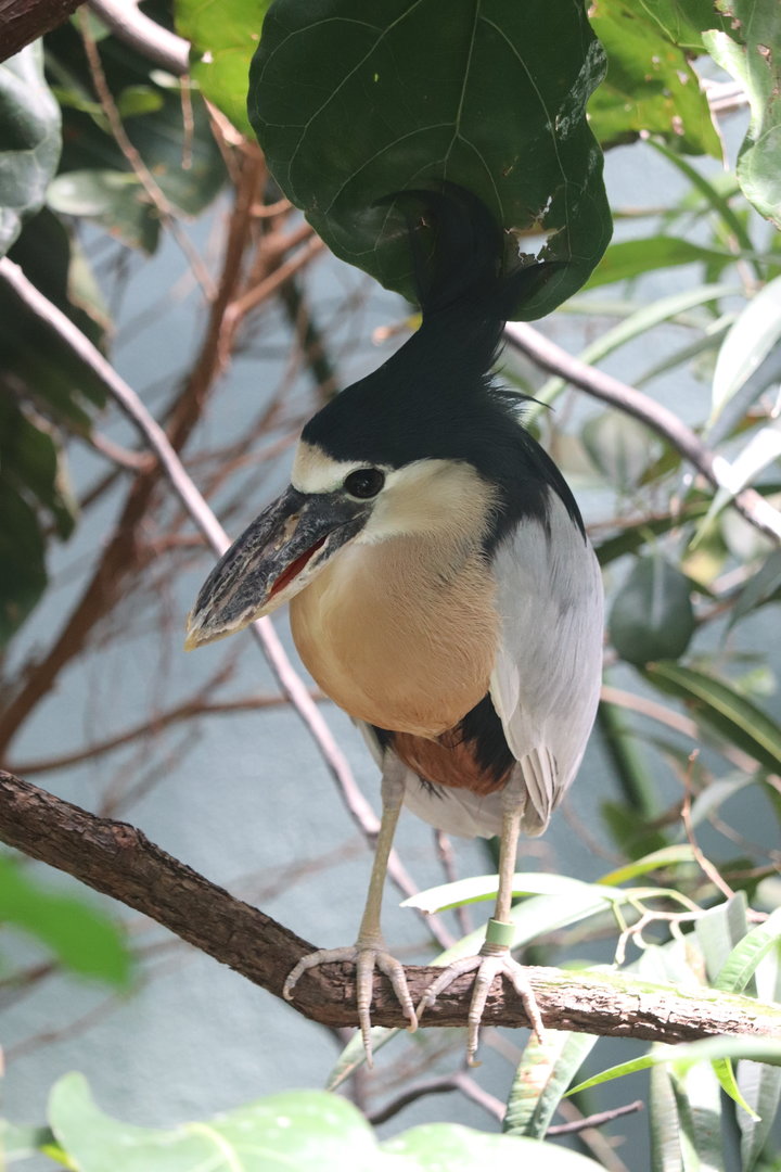 Aquatic Bird House - Boat-Billed Heron