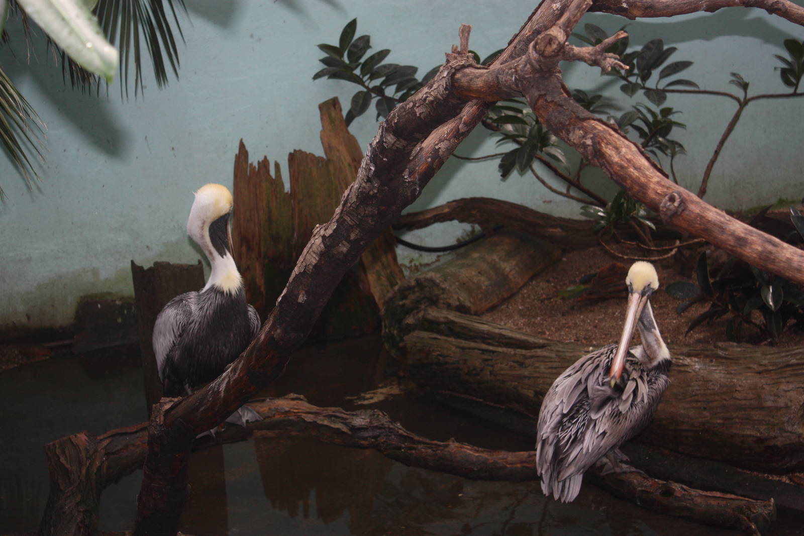 Aquatic Bird House- Brown Pelicans