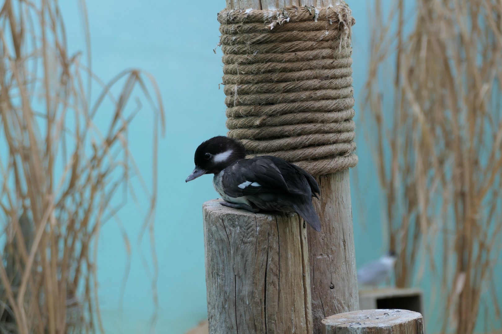 Aquatic Bird House - Bufflehead