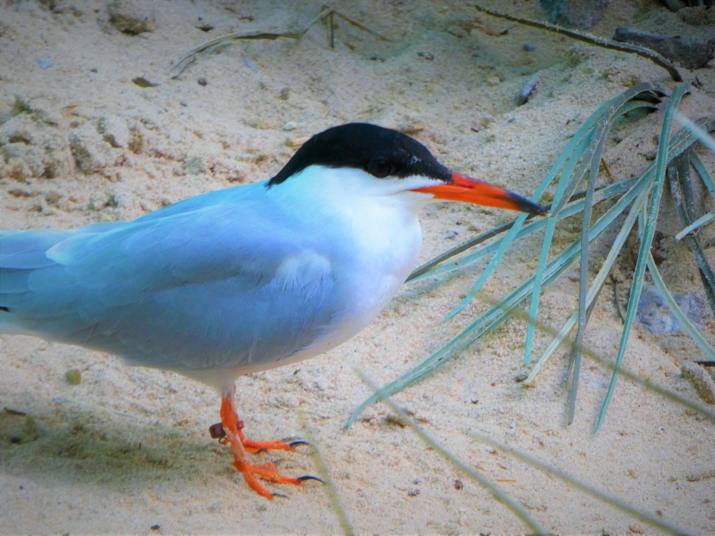 Aquatic Bird House - Common Tern