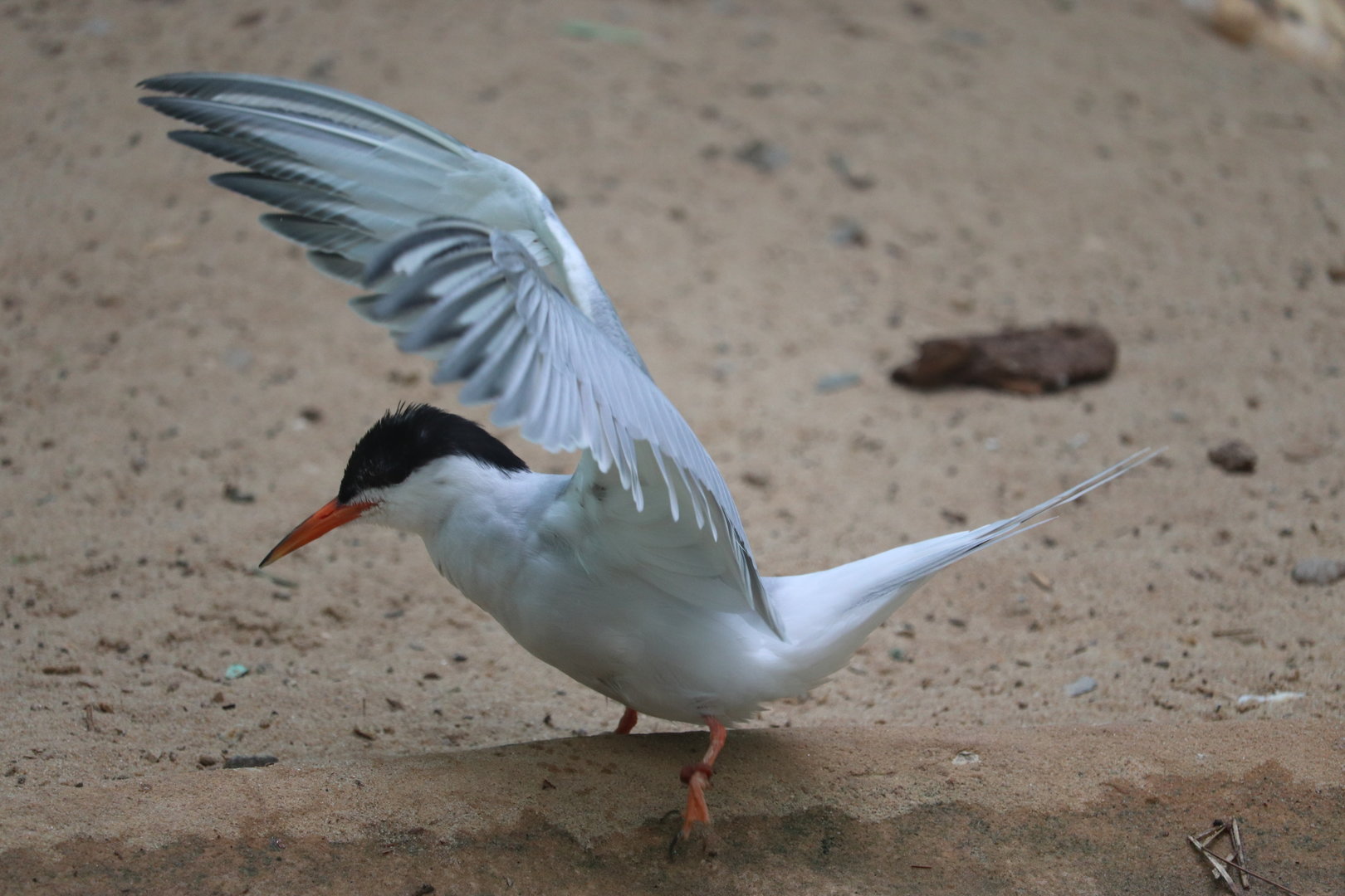 Aquatic Bird House - Common Tern