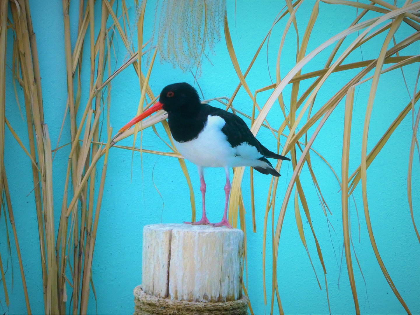Aquatic Bird House - Eurasian Oystercatcher