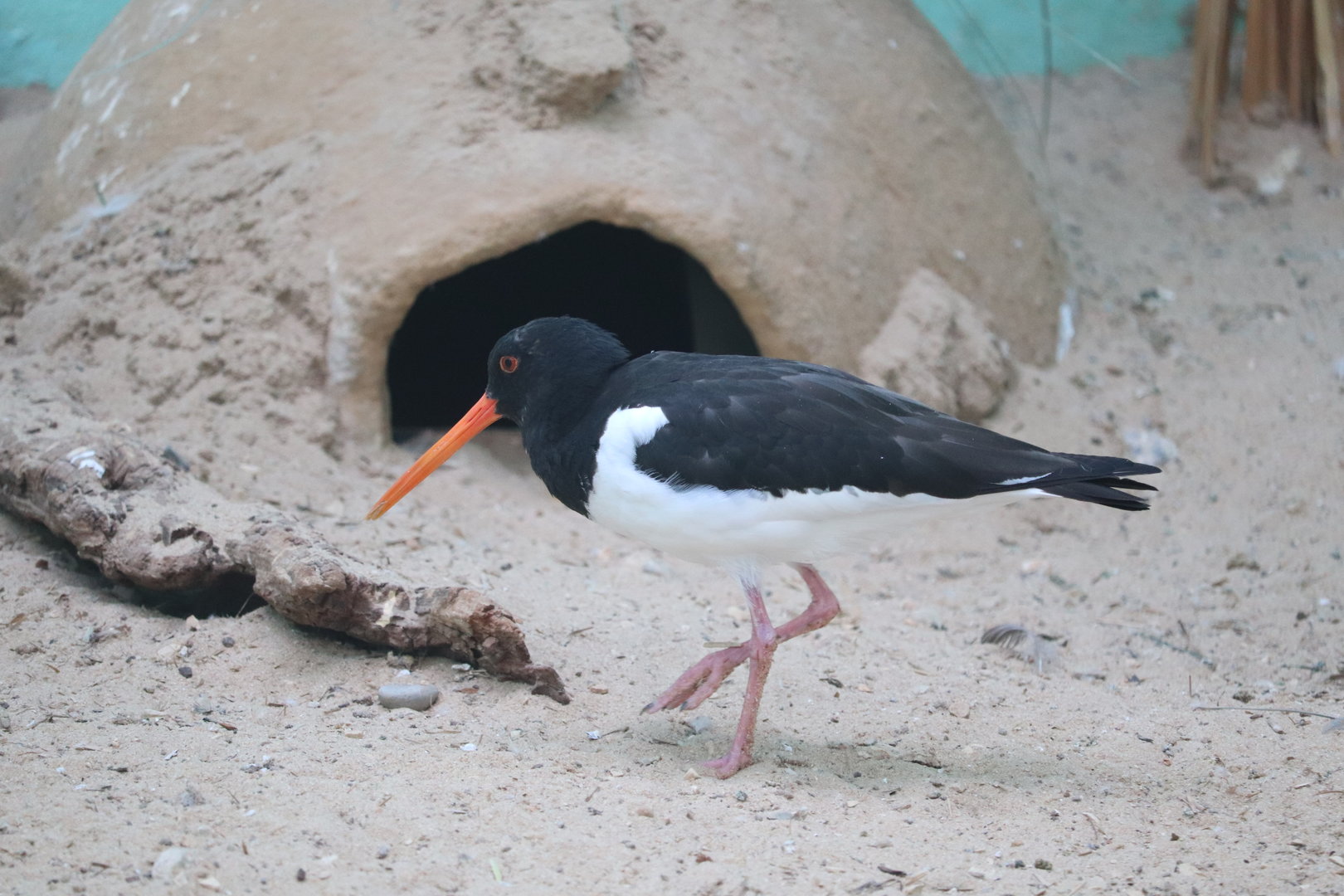Aquatic Bird House - Eurasian Oystercatcher
