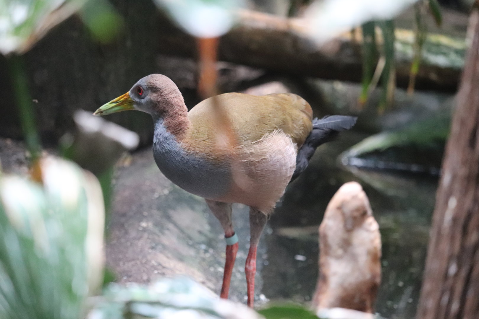 Aquatic Bird House - Giant Wood Rail