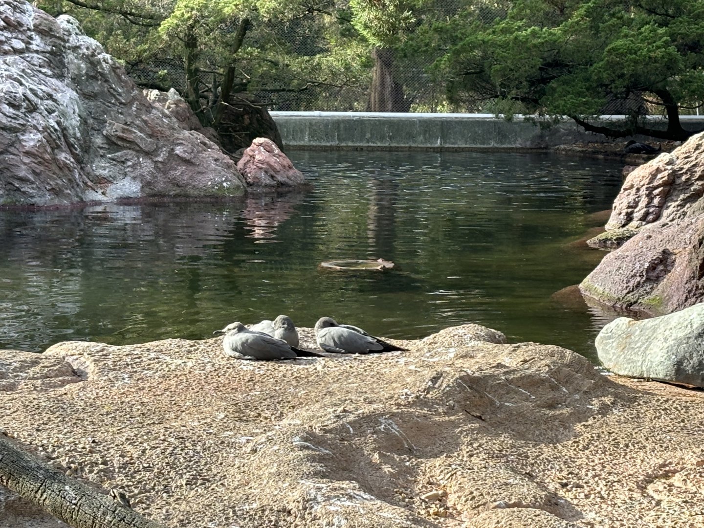 Aquatic Bird House- Gray Gulls