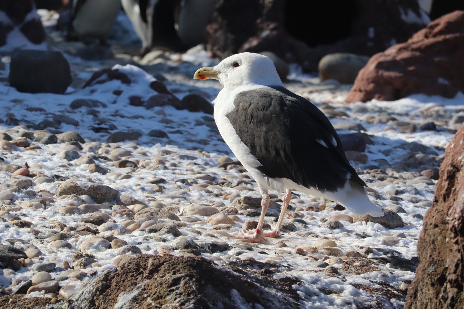 Aquatic Bird House - Great Black-Backed Gull