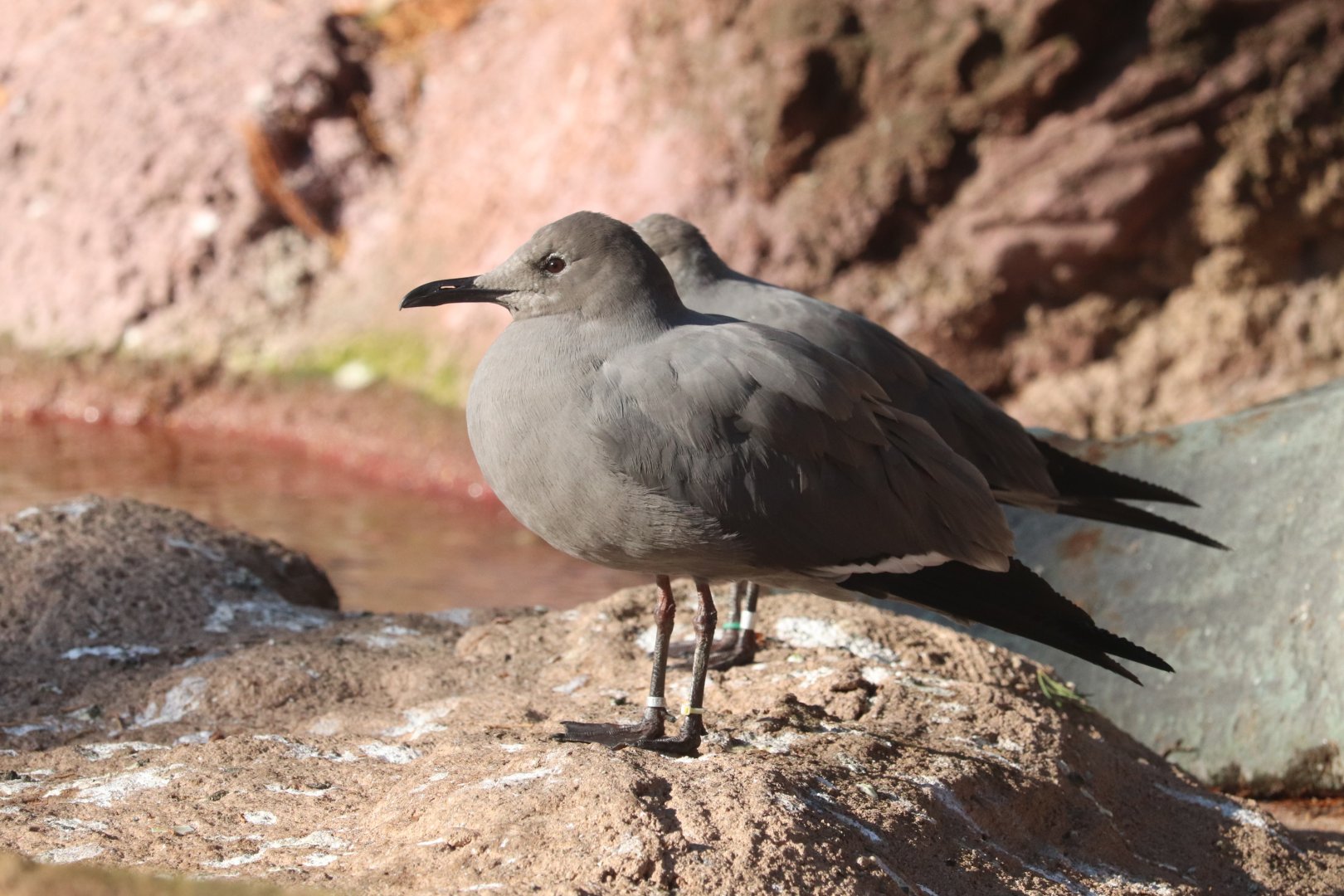 Aquatic Bird House - Grey  Gull