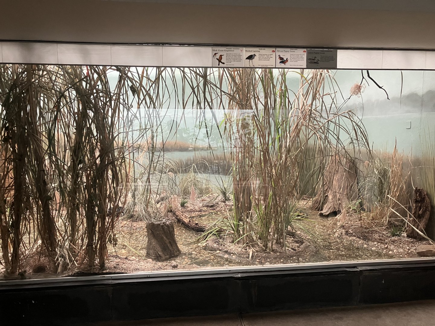 Aquatic Bird House - Guam Kingfisher Exhibit