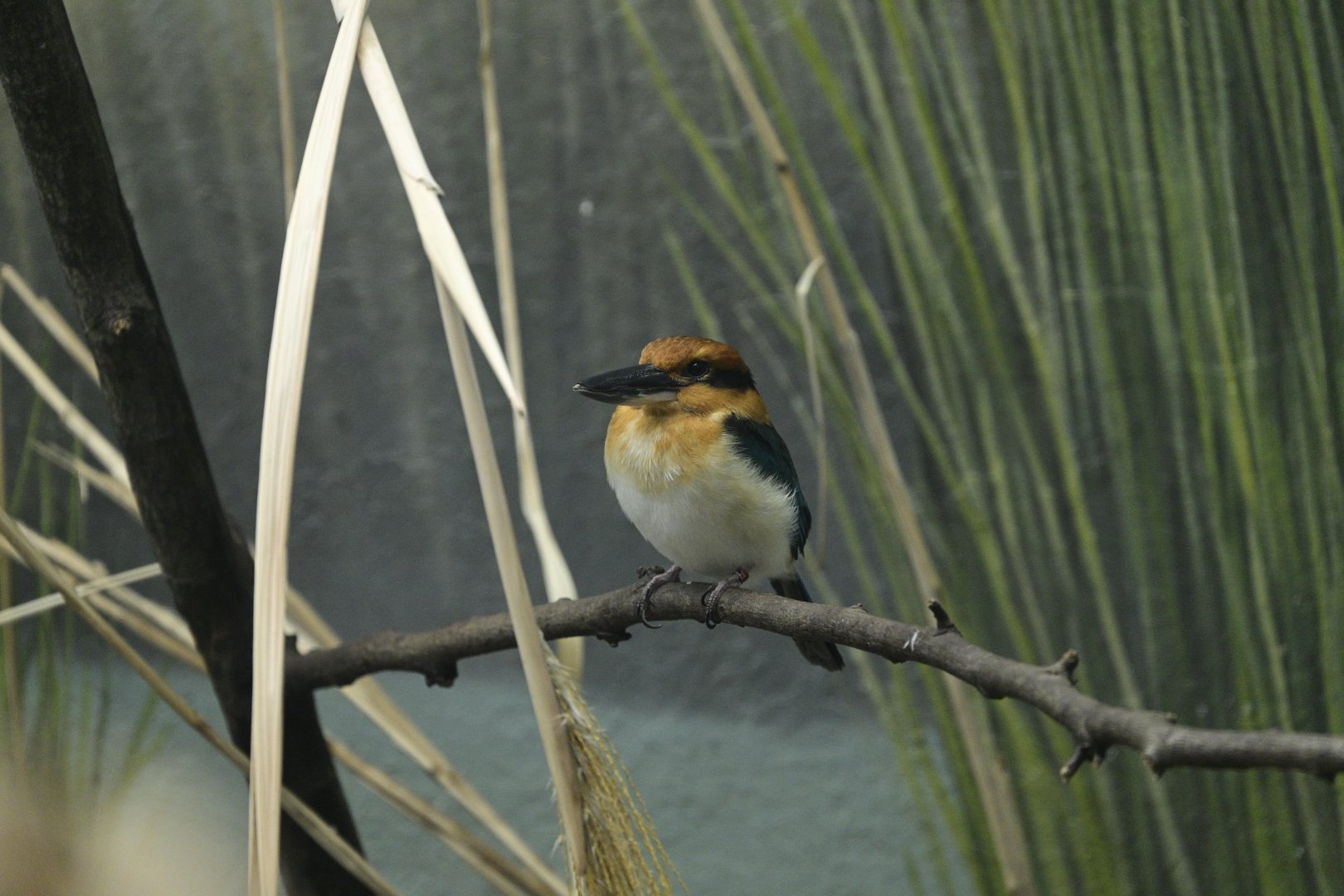 Aquatic Bird House - Guam Kingfisher (Todiramphus cinnamominus)
