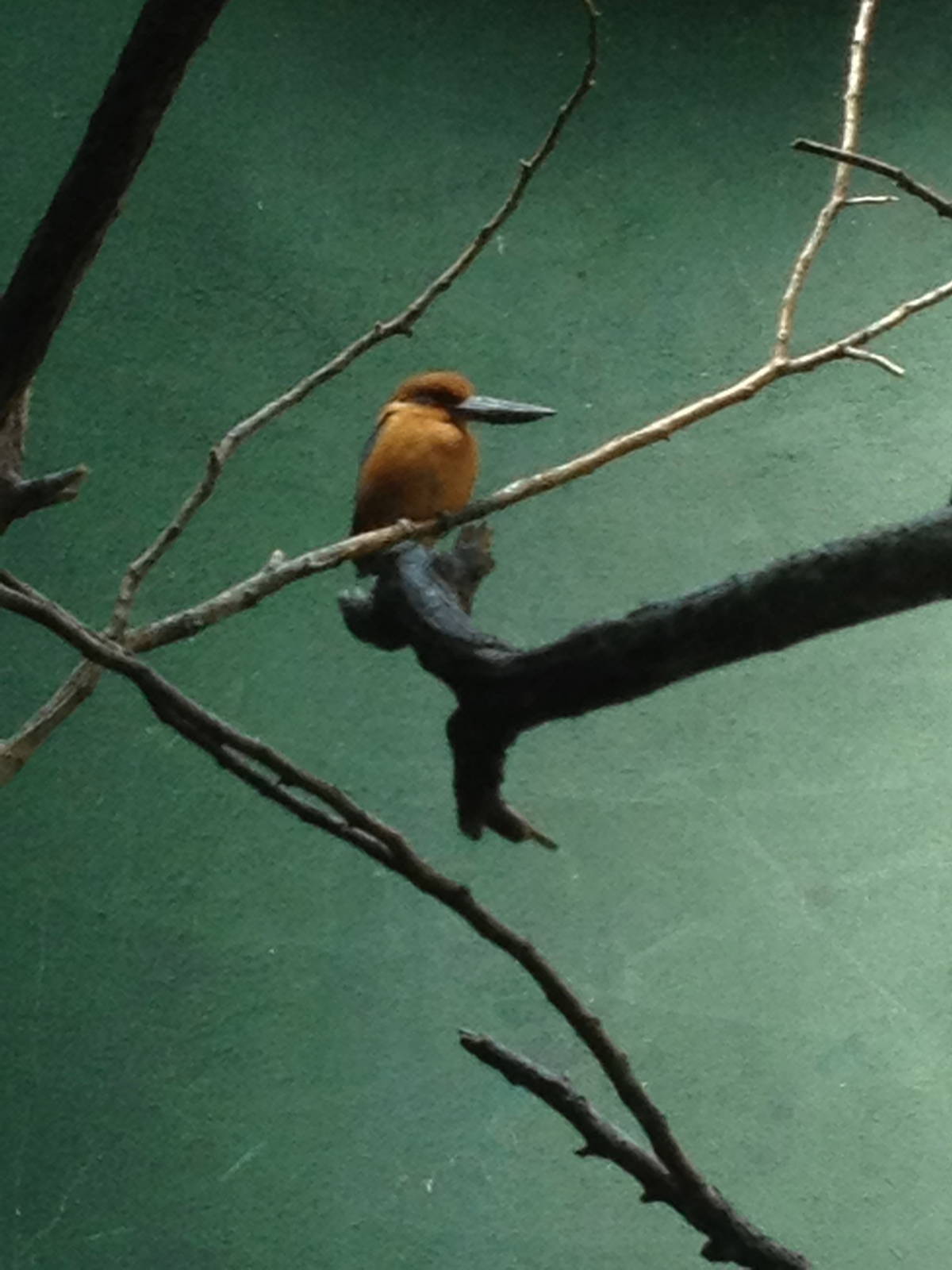 Aquatic Bird House - Guam Kingfisher