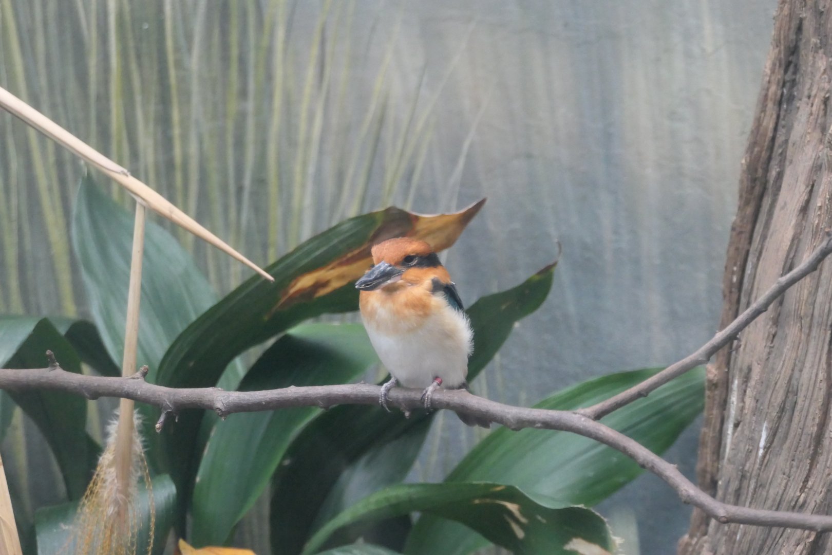Aquatic Bird House - Guam Kingfisher