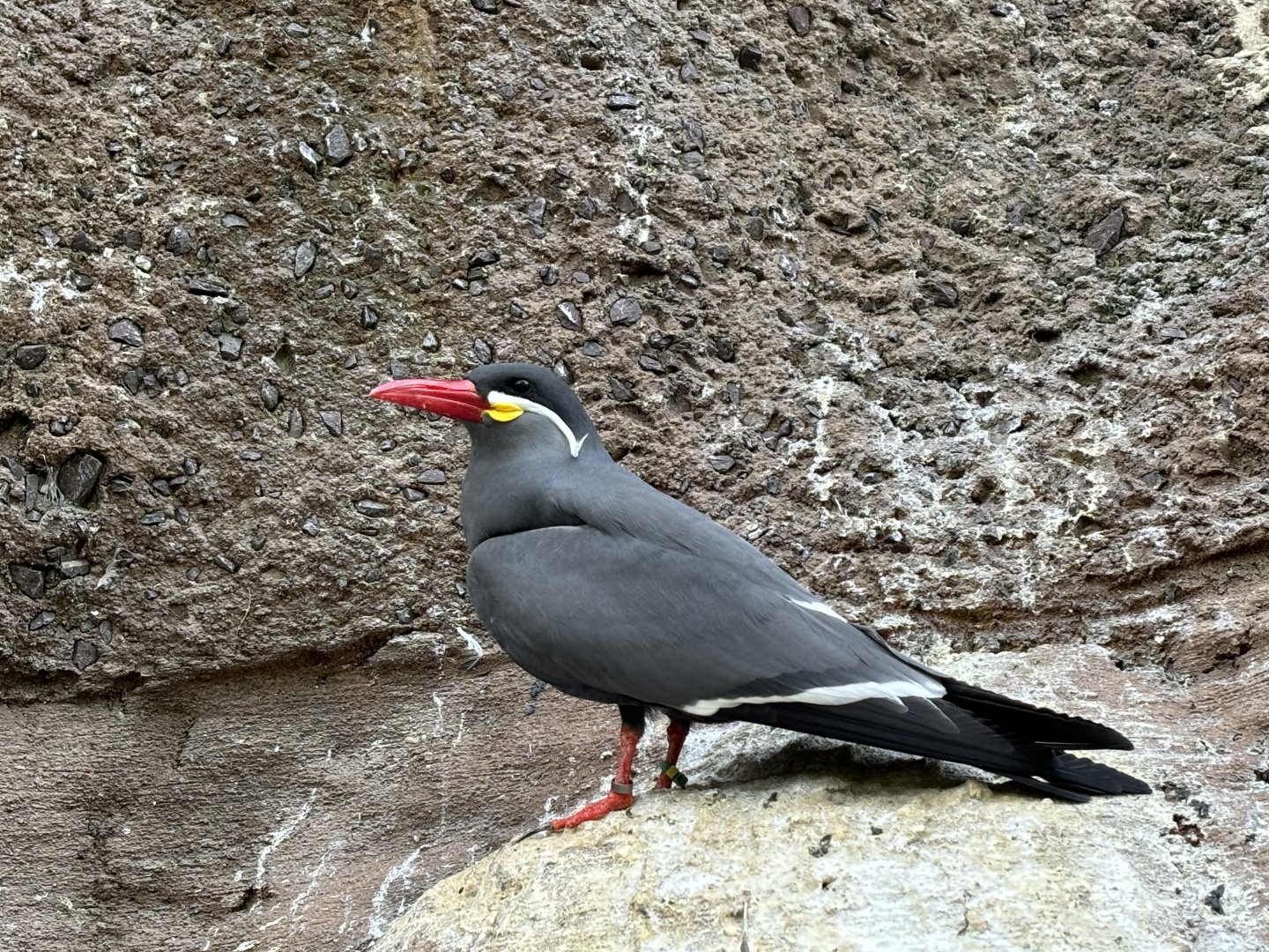 Aquatic Bird House- Inca Tern