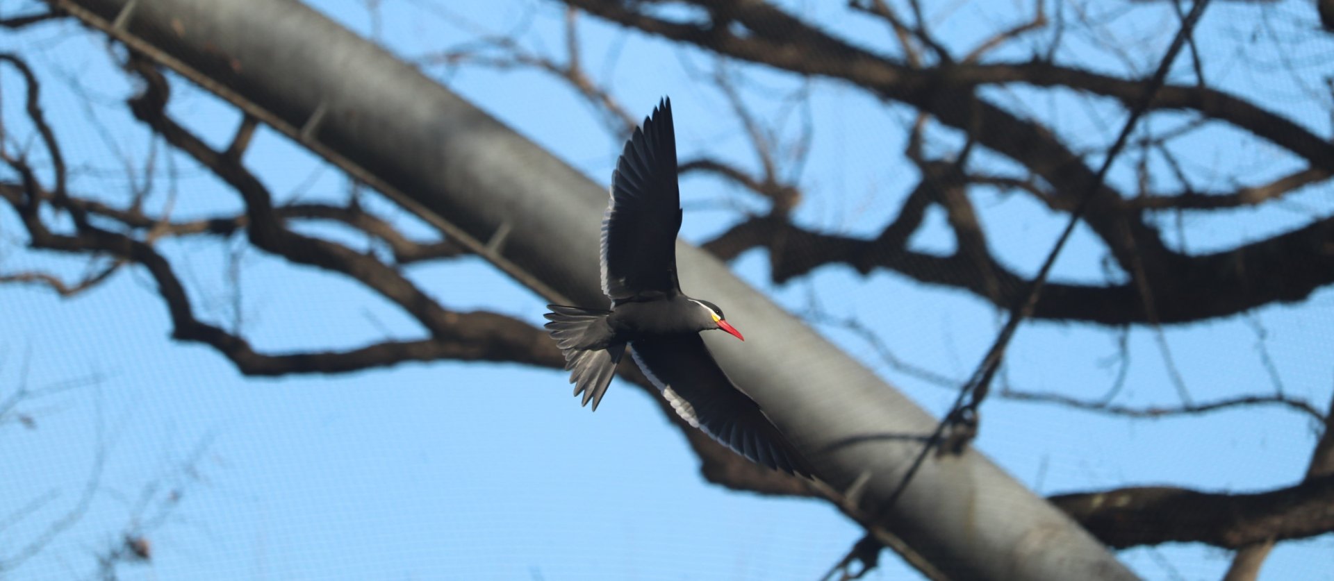 Aquatic Bird House - Inca Tern