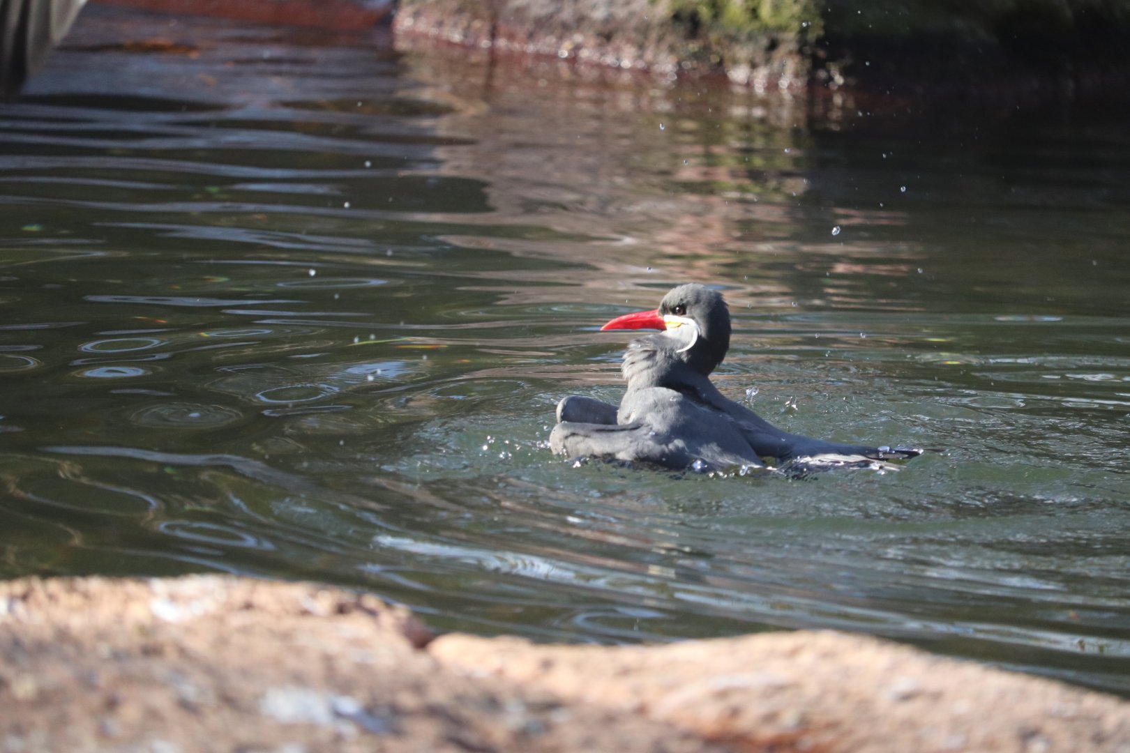 Aquatic Bird House - Inca Tern