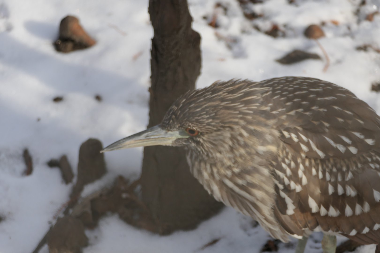 Aquatic Bird House - Juvenile Black-crowned Night Heron
