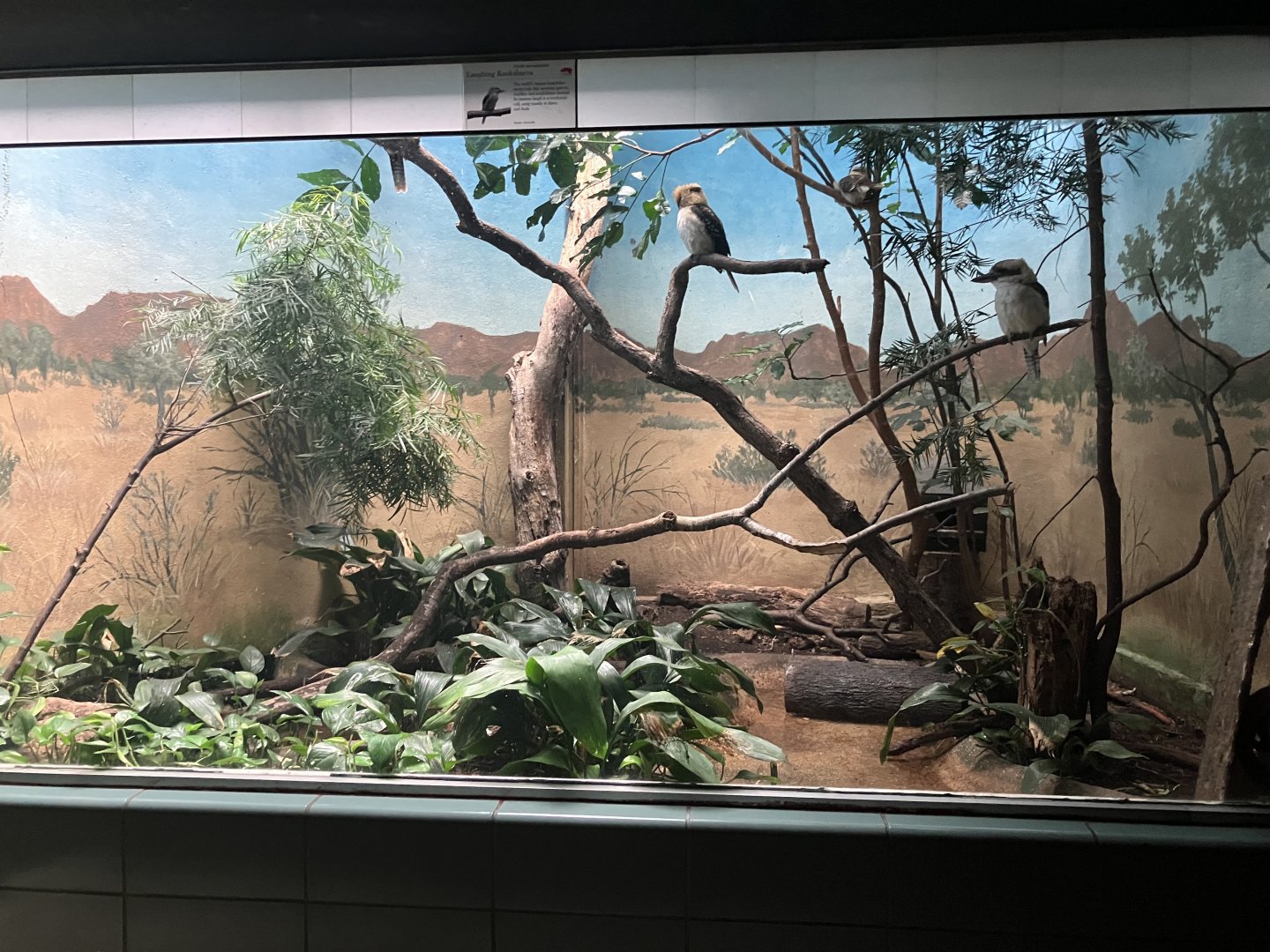 Aquatic Bird House - Laughing Kookaburra Exhibit