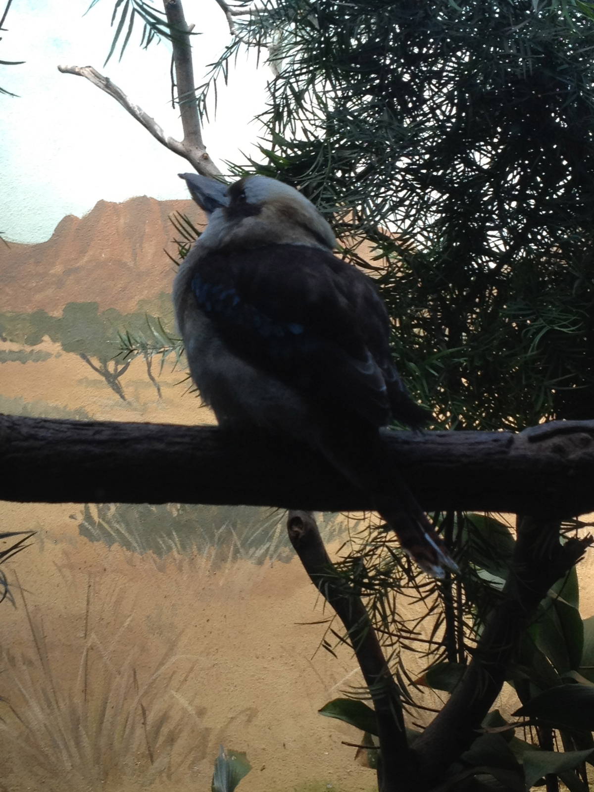 Aquatic Bird House - Laughing Kookaburra