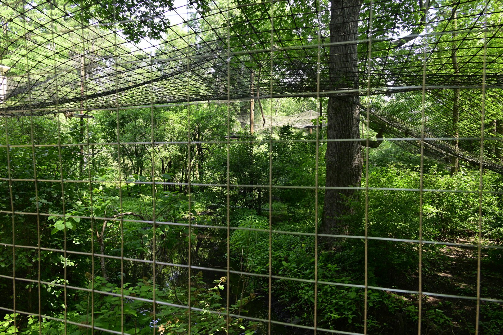 Aquatic Bird House - Lesser Adjutant (Leptoptilos javanicus) Exhibit