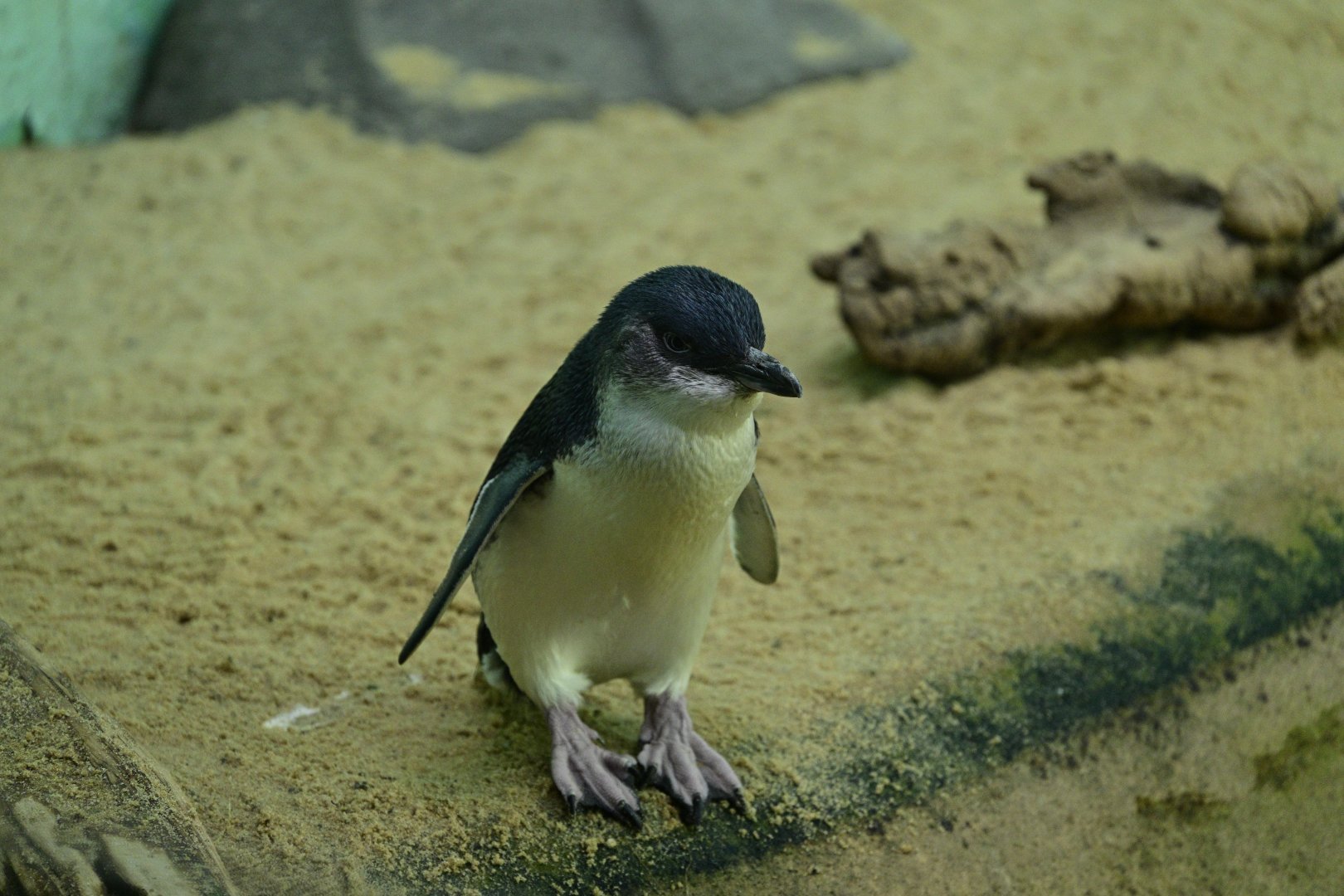 Aquatic Bird House - Little Penguin (Eudyptula minor)