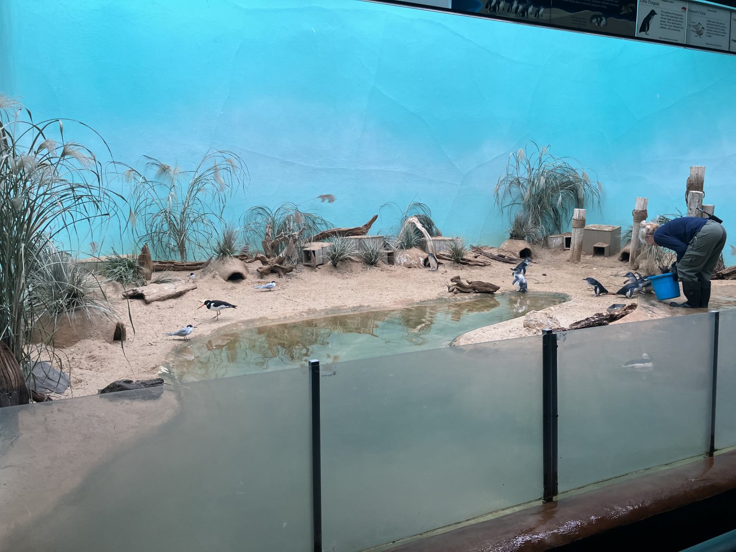 Aquatic Bird House - Little Penguin Exhibit