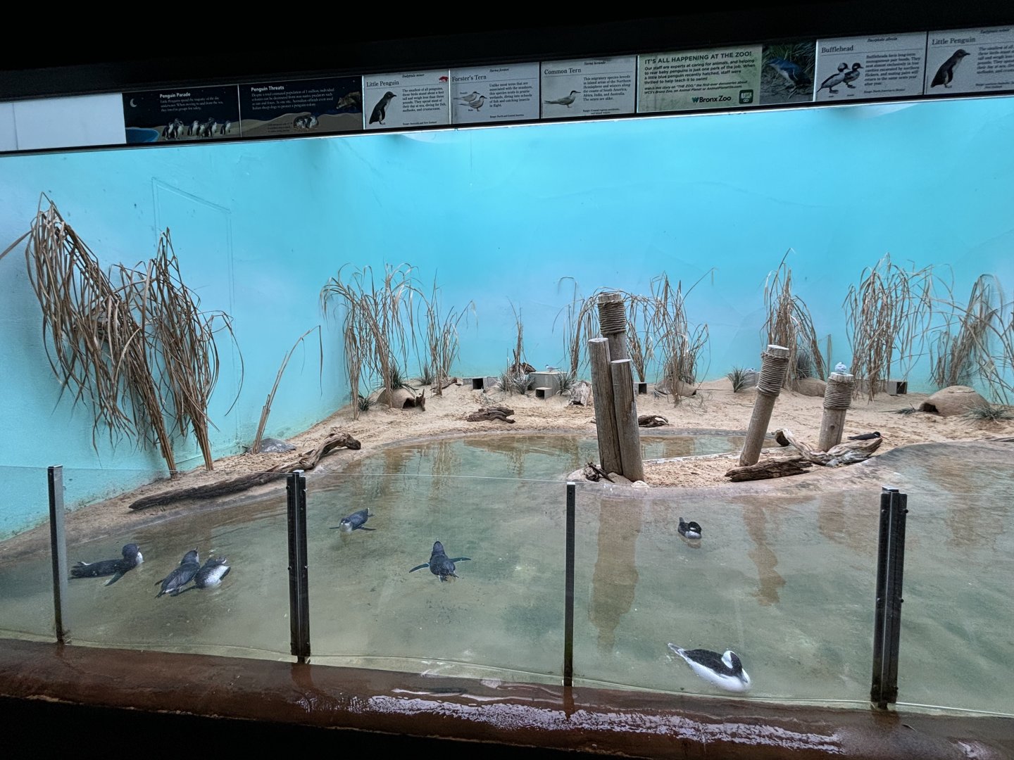 Aquatic Bird House- Little Penguin Exhibit