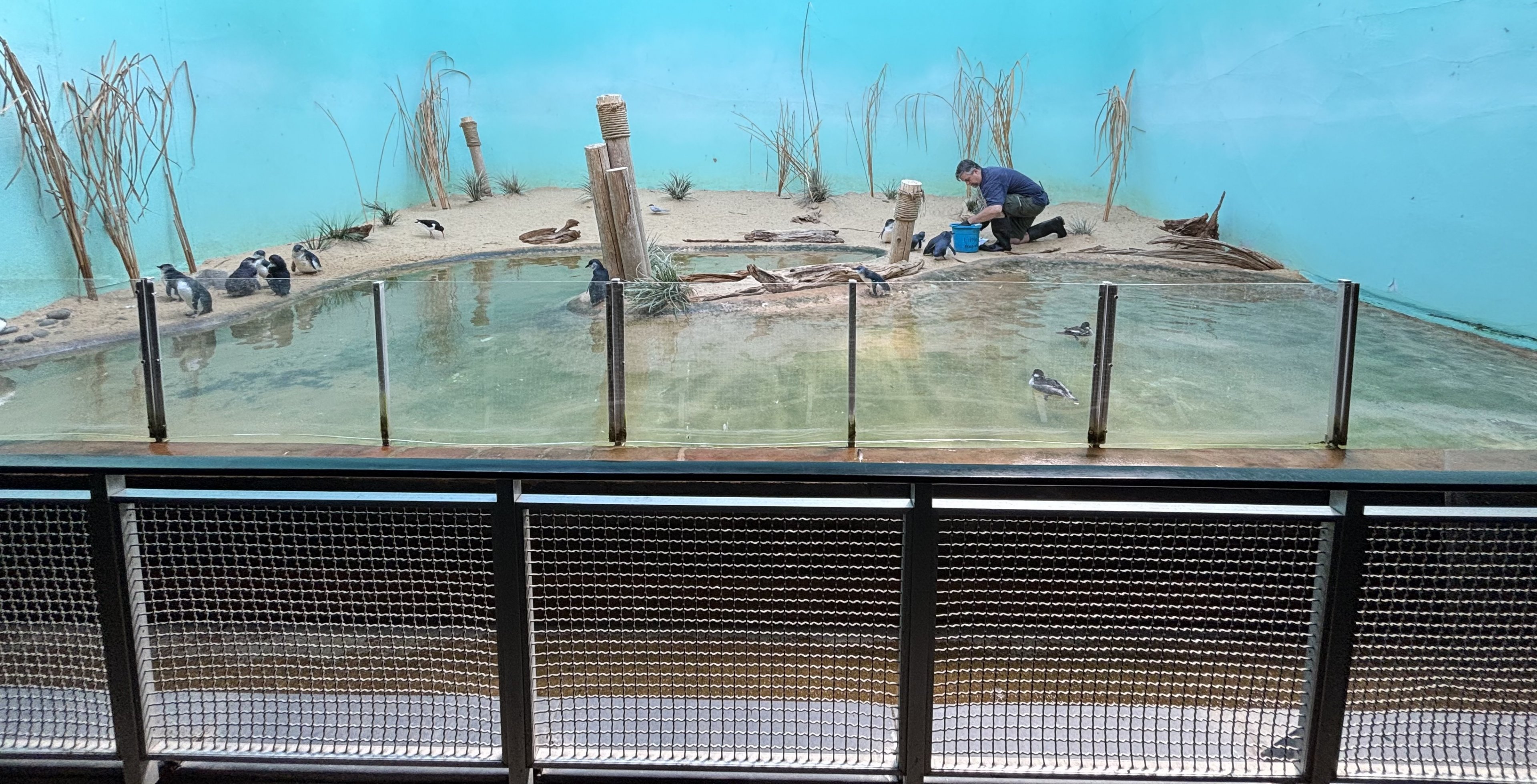 Aquatic Bird House - Little Penguin Exhibit