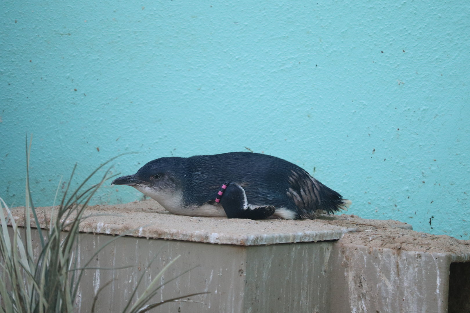 Aquatic Bird House - Little Penguin