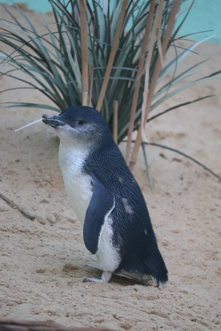 Aquatic Bird House - Little Penguin