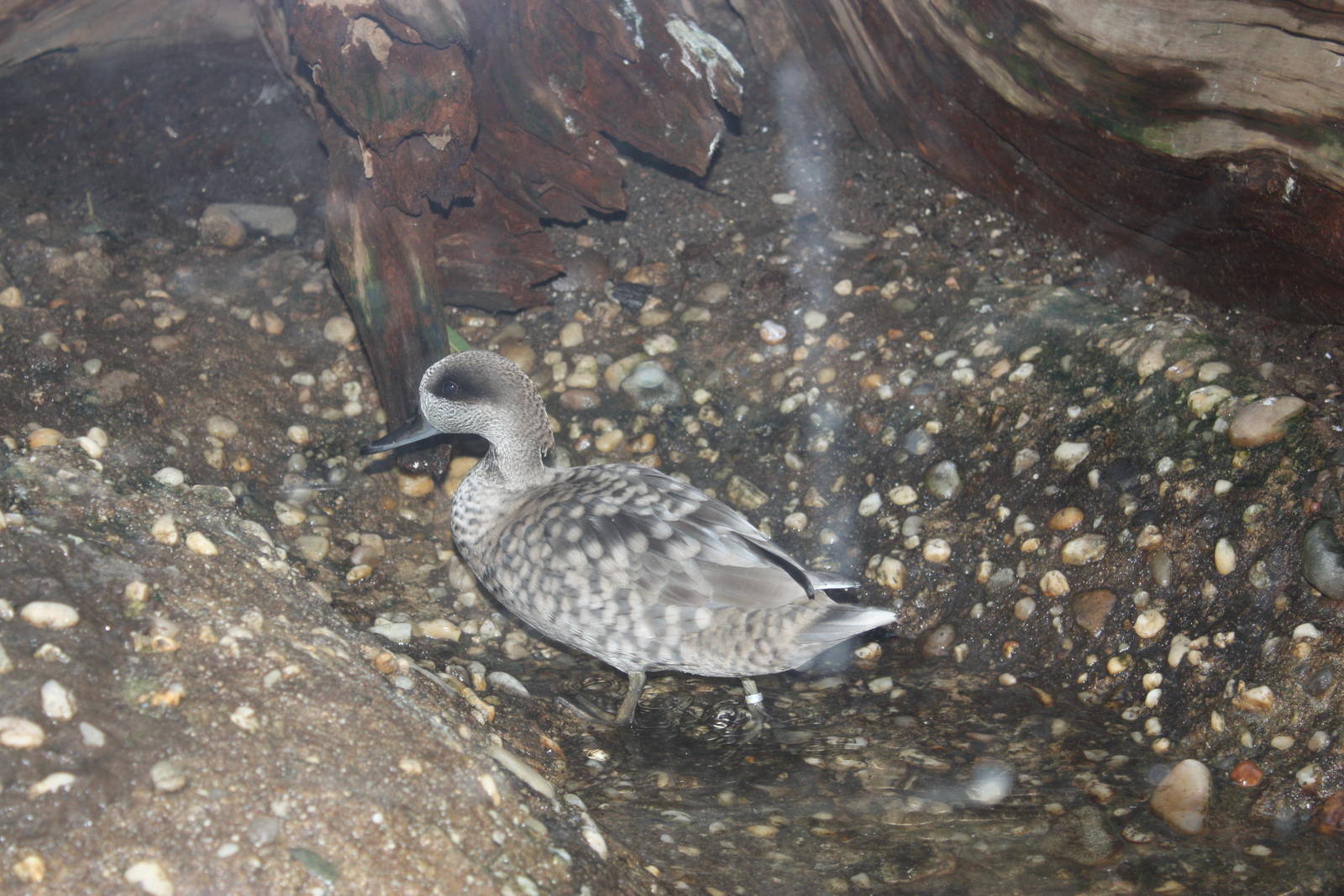 Aquatic Bird House- Marbled Teal