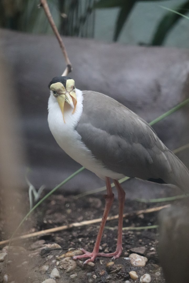 Aquatic Bird House - Masked Lapwing