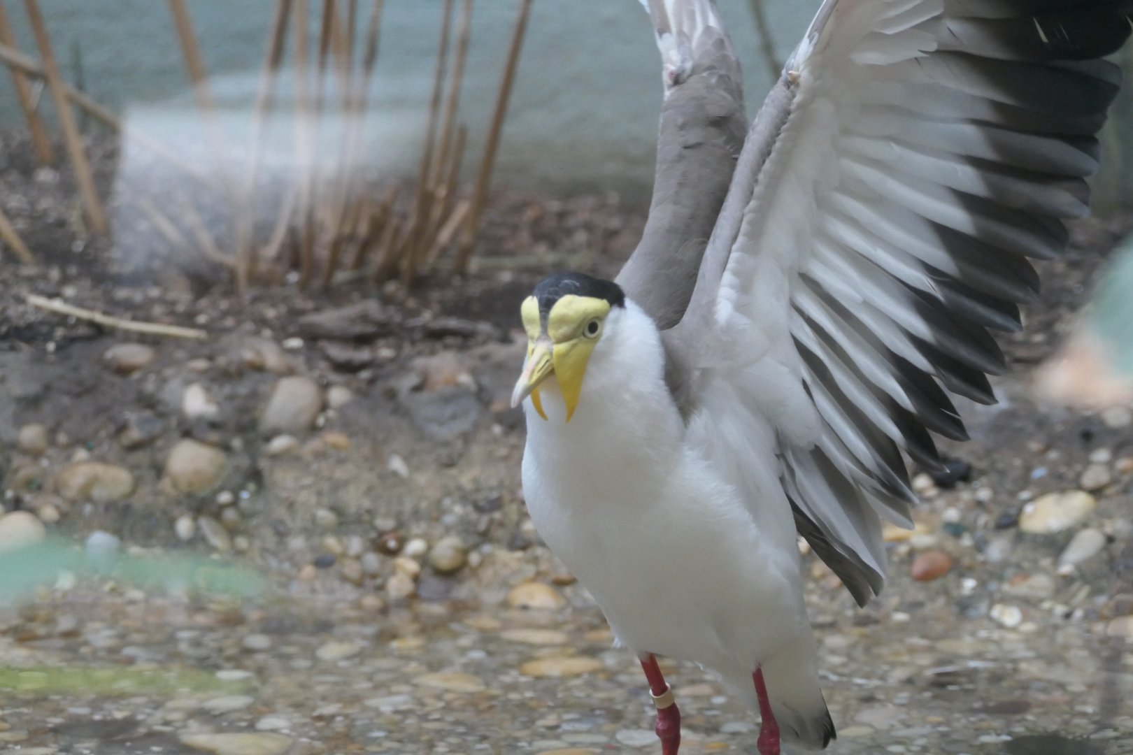 Aquatic Bird House - Masked Lapwing