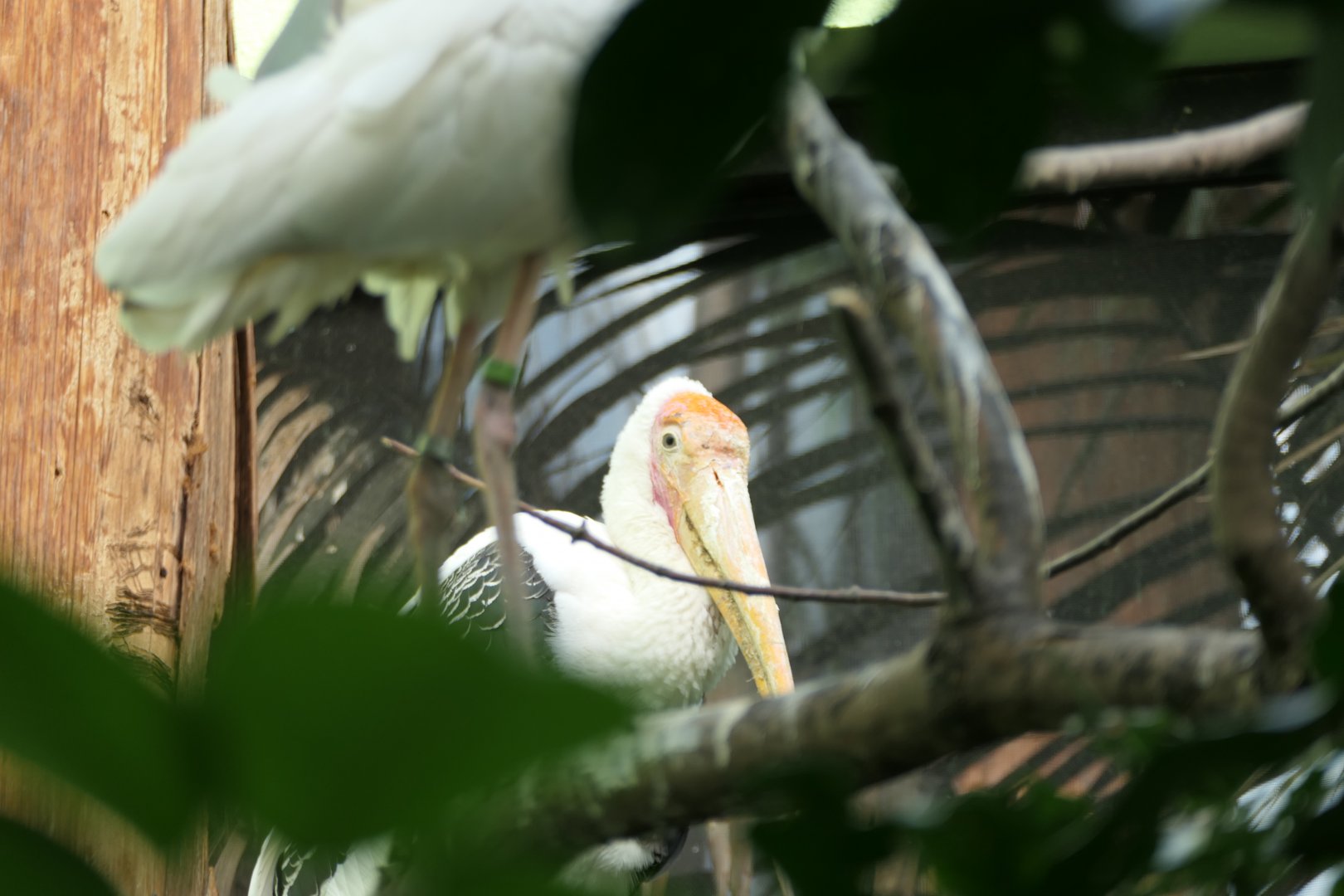 Aquatic Bird House - Painted Stork