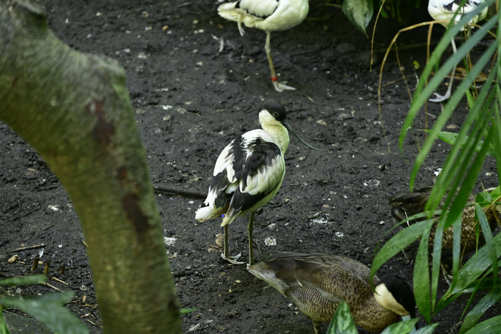 Aquatic Bird House - Pied Avocet (Recurvirostra avosetta) and Blue-billed Teal (Spatula hottentota)