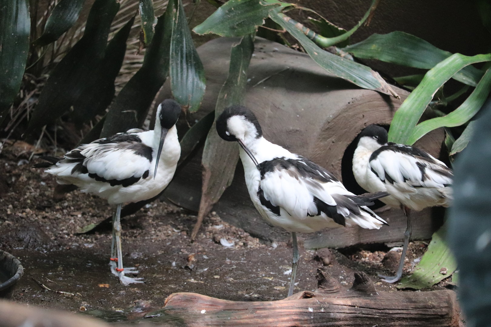 Aquatic Bird House - Pied Avocet