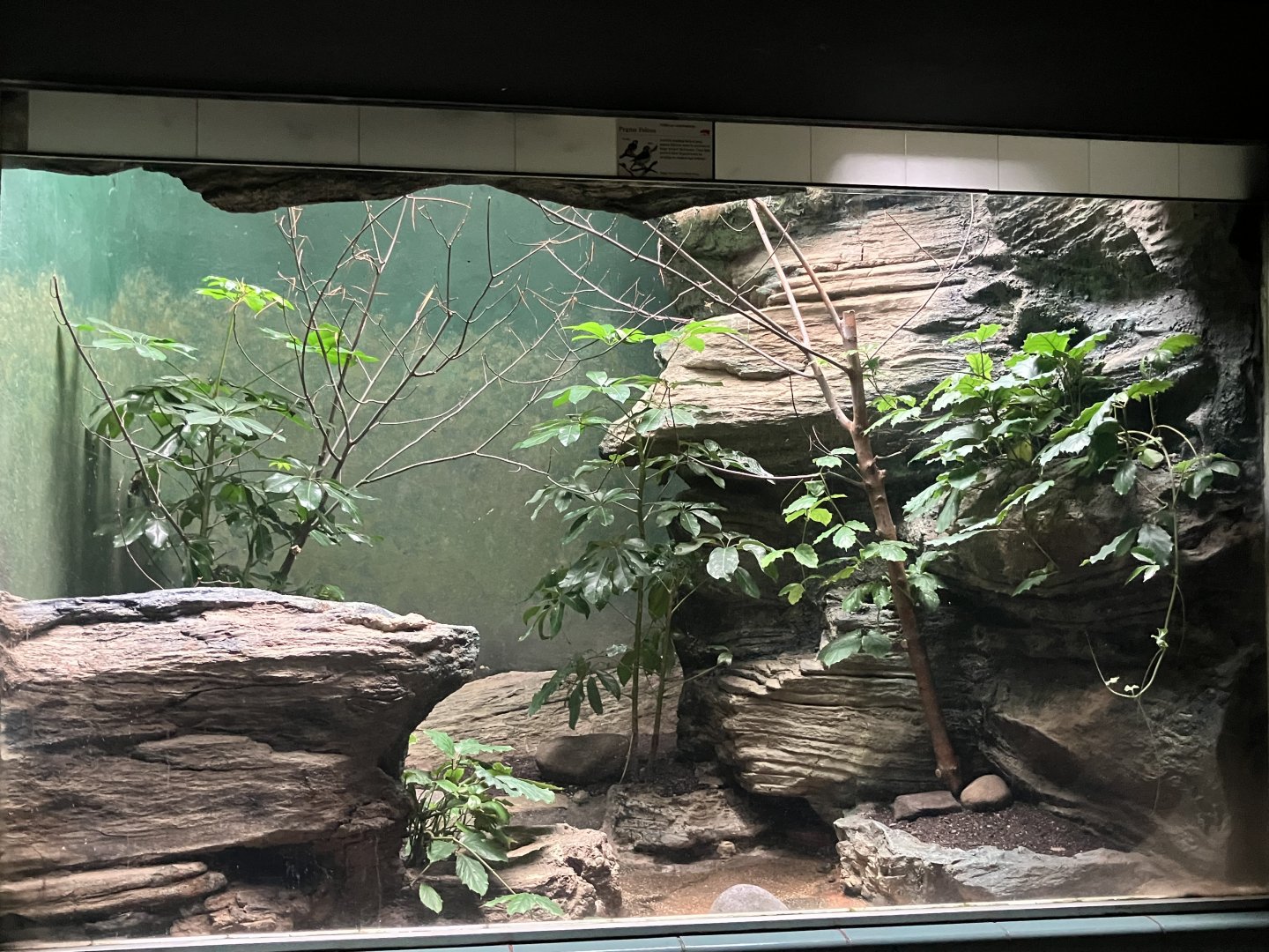 Aquatic Bird House - Pygmy Falcon Exhibit