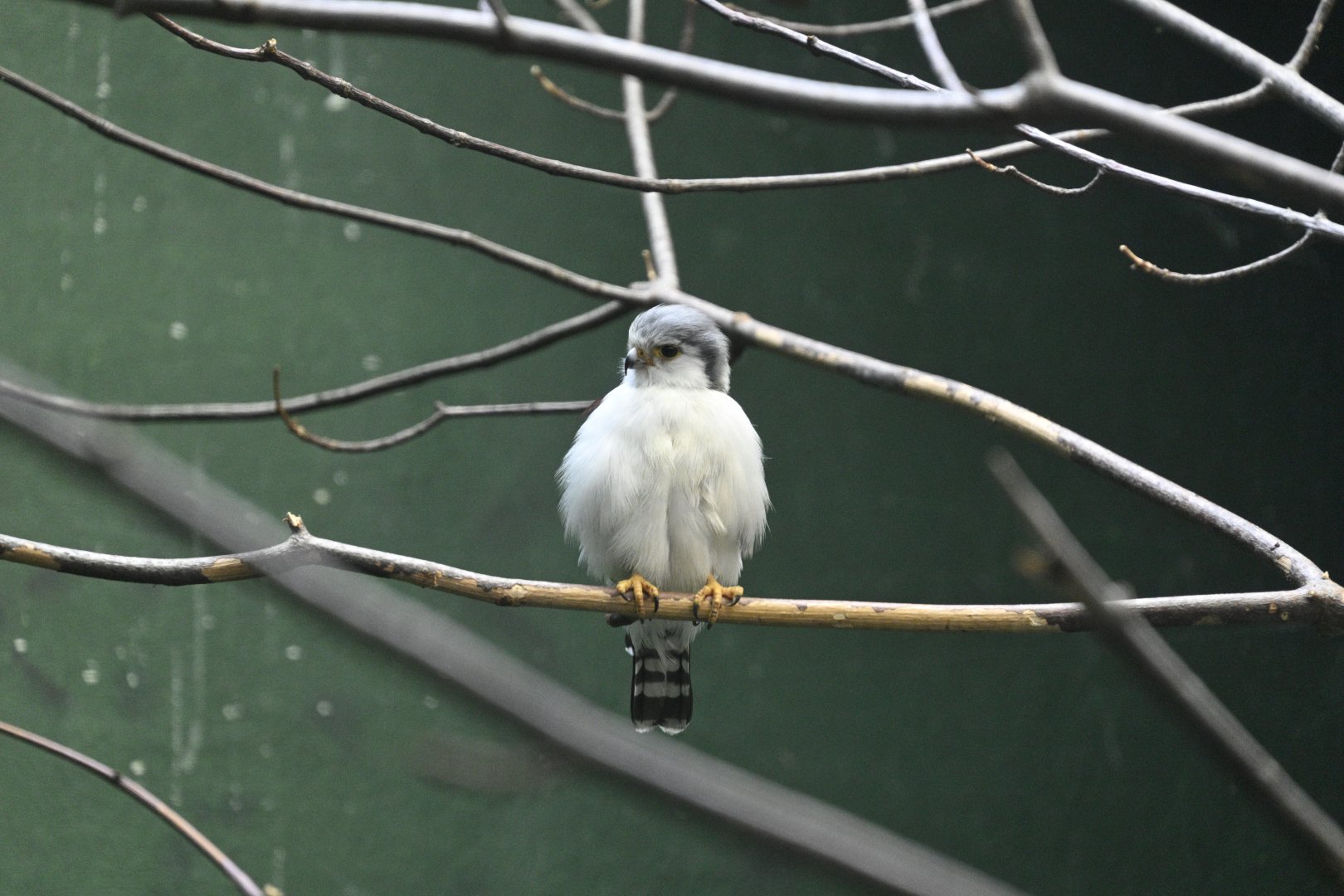 Aquatic Bird House - Pygmy Falcon (Polihierax semitorquatus)