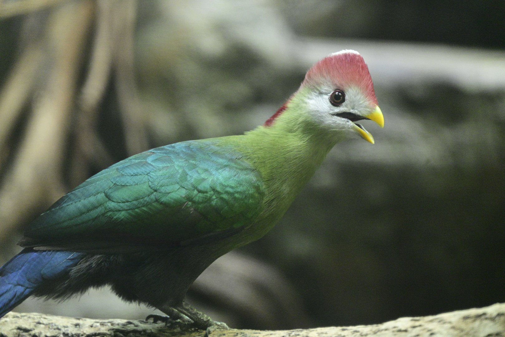 Aquatic Bird House - Red-crested Turaco (Tauraco erythrolophus)