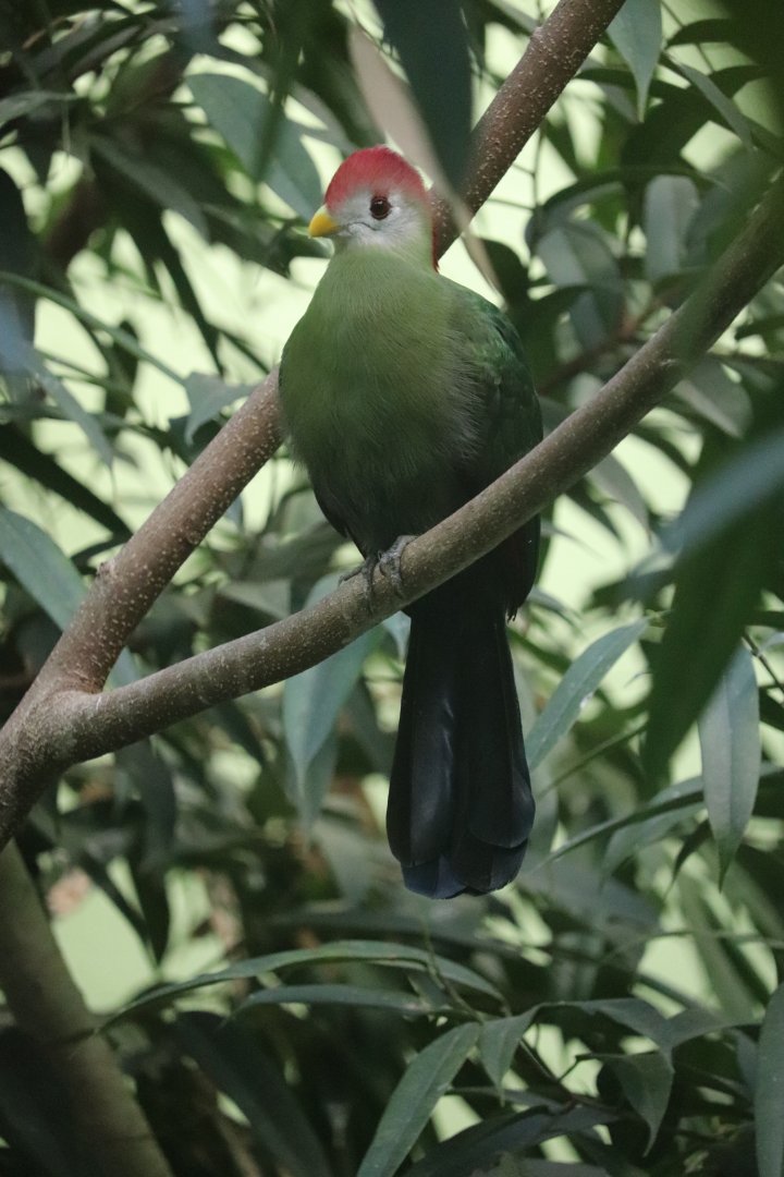 Aquatic Bird House - Red-Crested Turaco