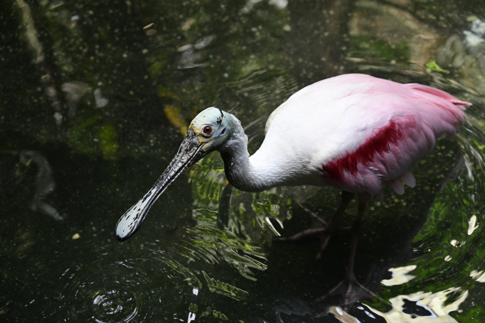 Aquatic Bird House - Roseate Spoonbill (Platalea ajaja)