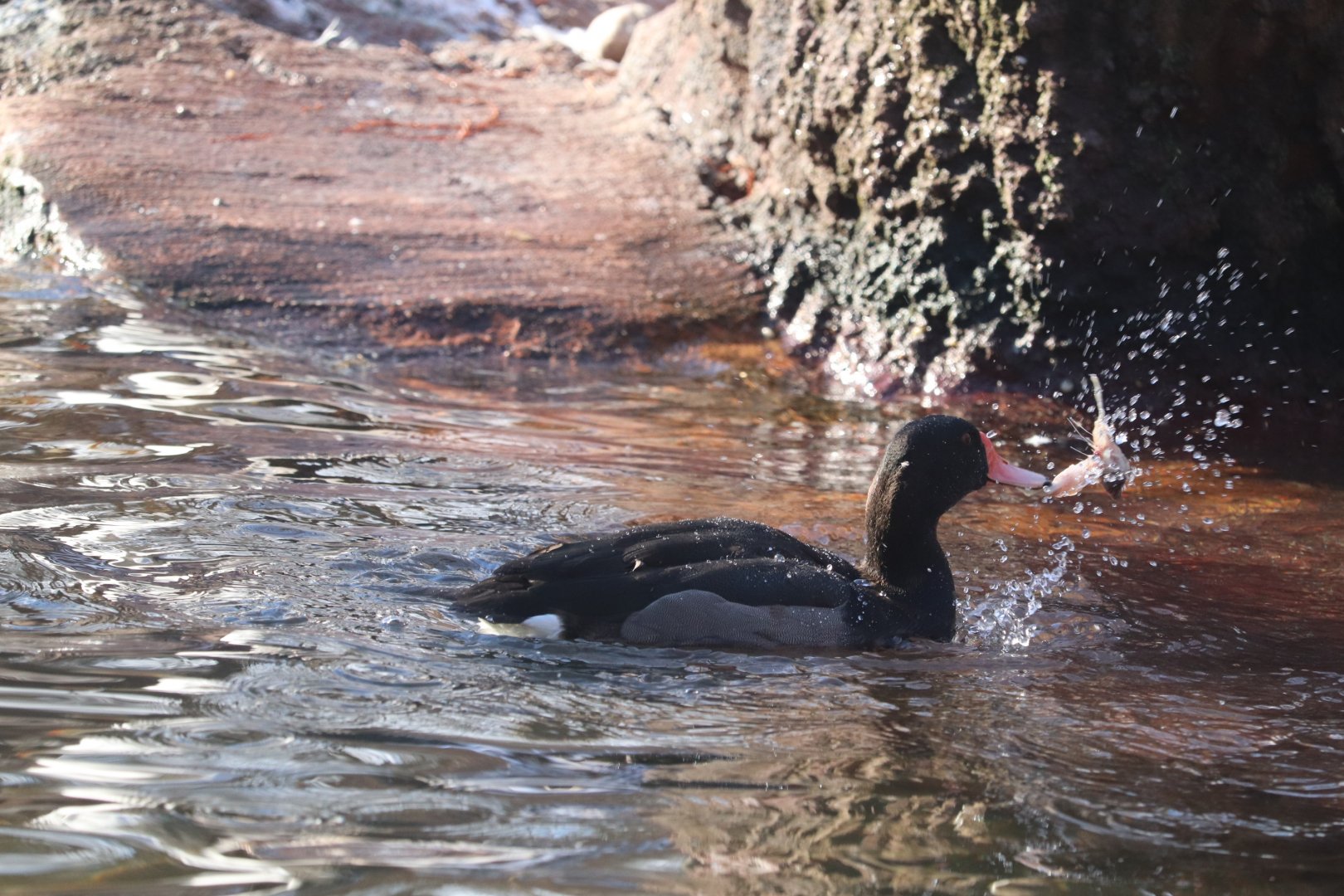 Aquatic Bird House - Rosy-Billed Pochard