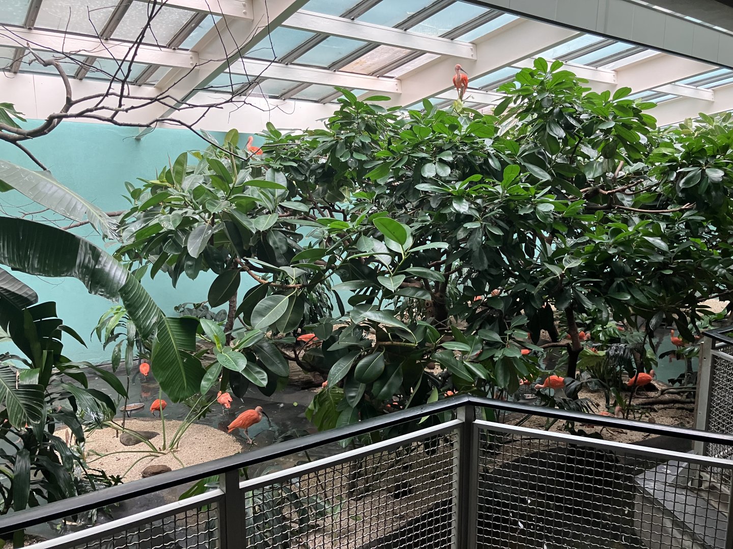 Aquatic Bird House - Scarlet Ibis Exhibit