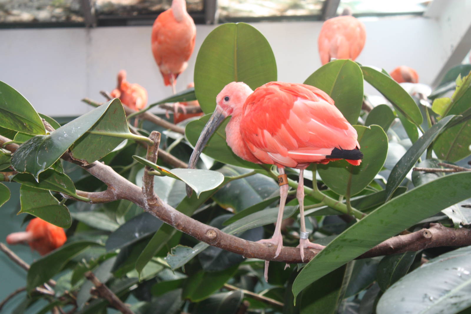Aquatic Bird House- Scarlet Ibises