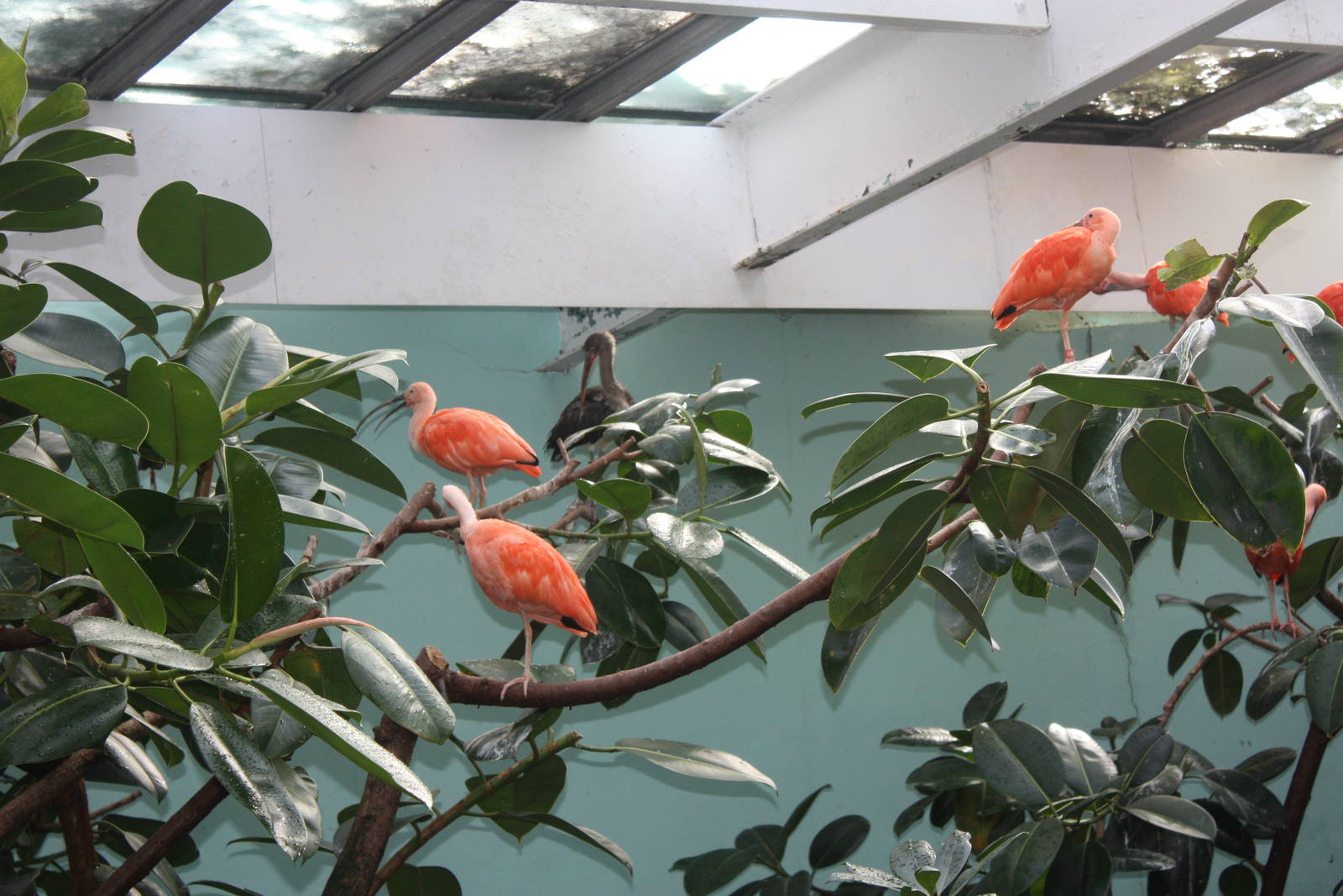Aquatic Bird House- Scarlet Ibises