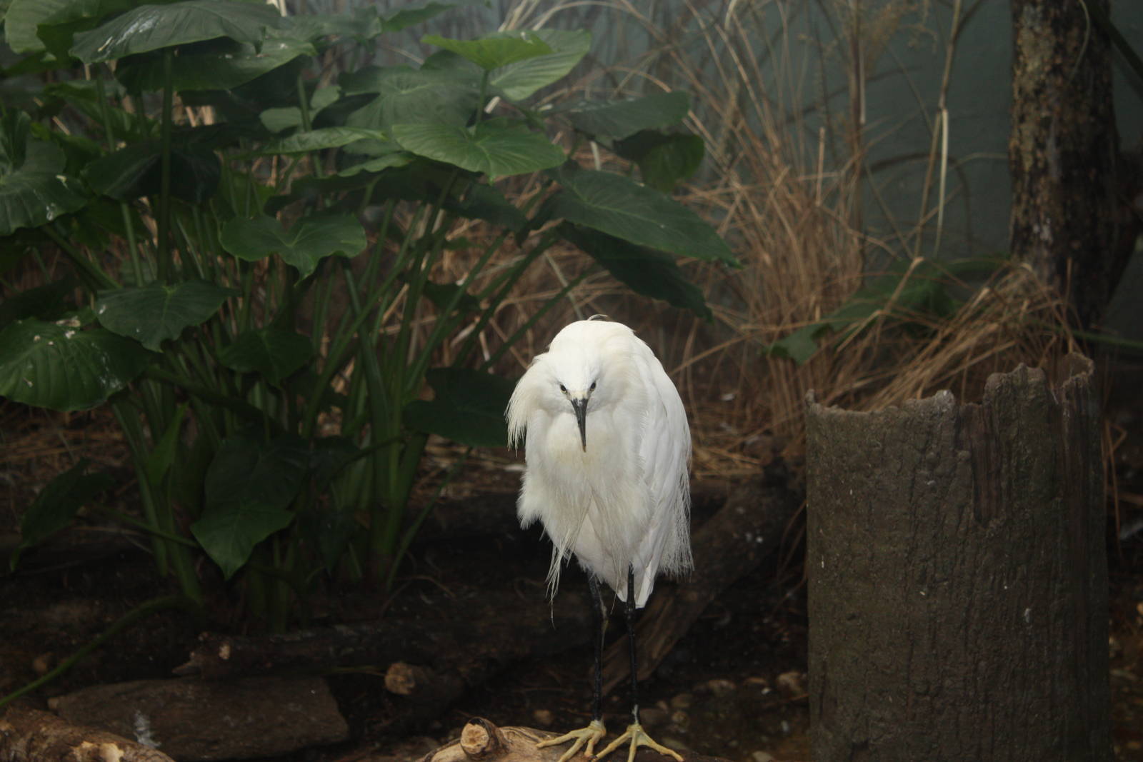 Aquatic Bird House- Snowy Egret