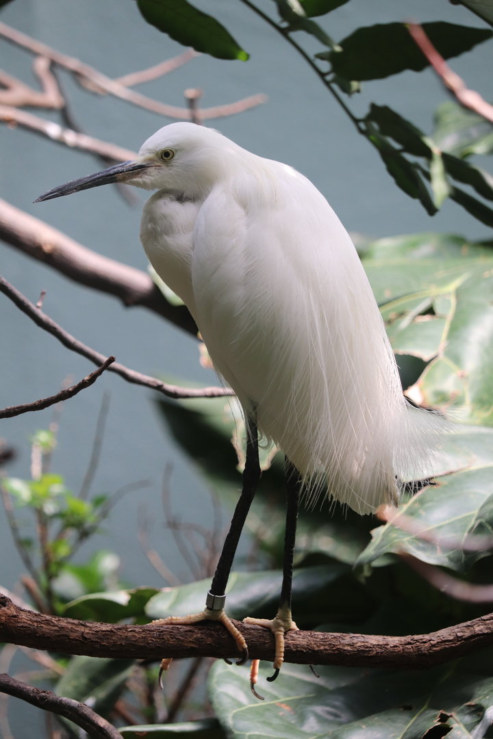 Aquatic Bird House - Snowy Egret