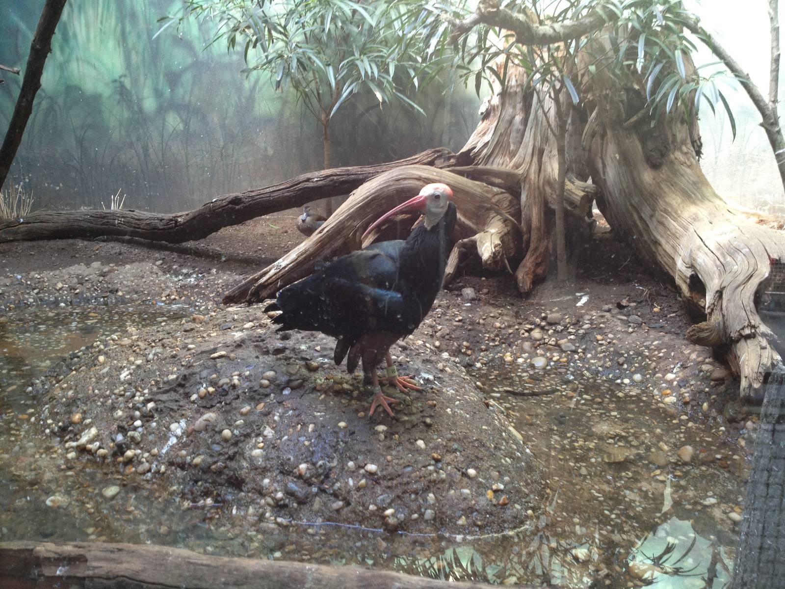 Aquatic Bird House - Southern Bald Ibis